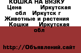 КОШКА НА ВЯЗКУ › Цена ­ ... - Иркутская обл., Иркутск г. Животные и растения » Кошки   . Иркутская обл.